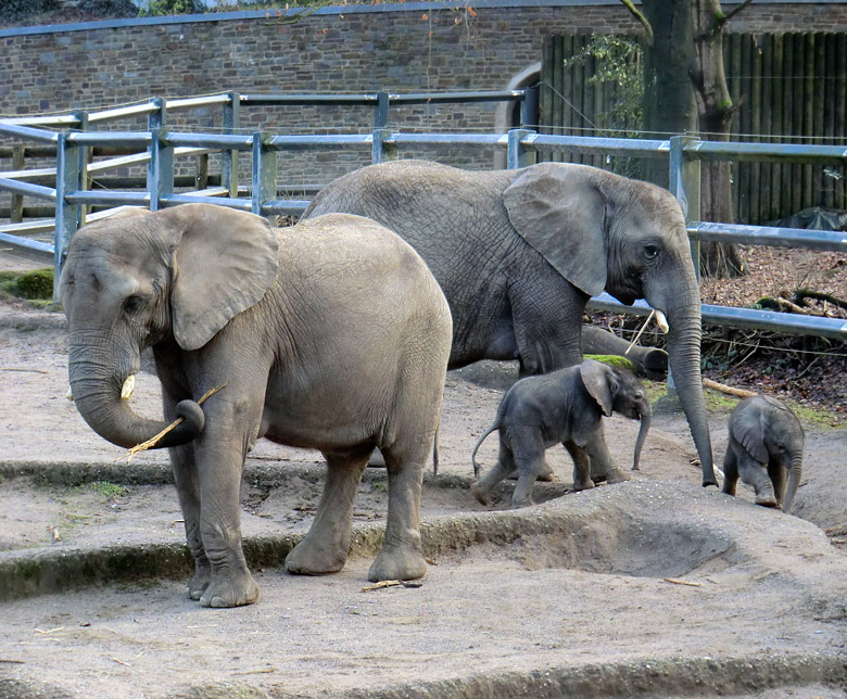 Elefantenkinder im Wuppertaler Zoo im Februar 2011