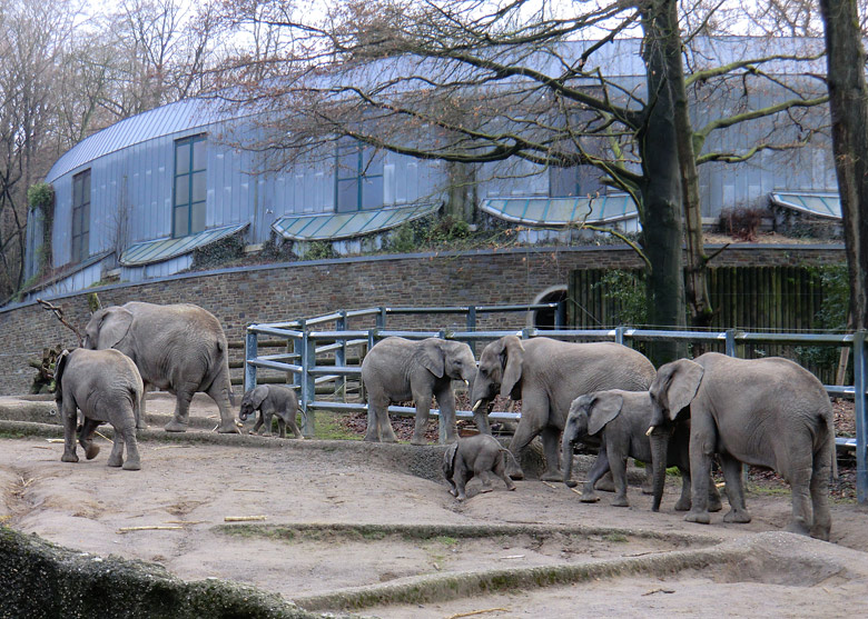 Elefantenkinder im Zoologischen Garten Wuppertal im Februar 2011