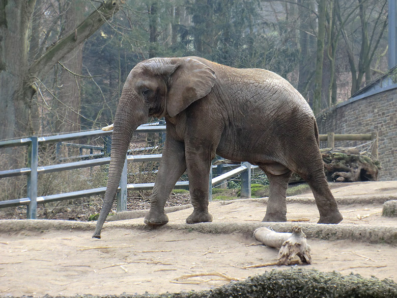 Elefantenbulle TUSKER im Zoologischen Garten Wuppertal im Februar 2011