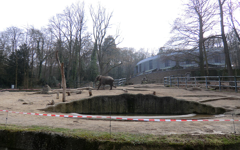 Elefantenbulle TUSKER im Zoo Wuppertal im Februar 2011