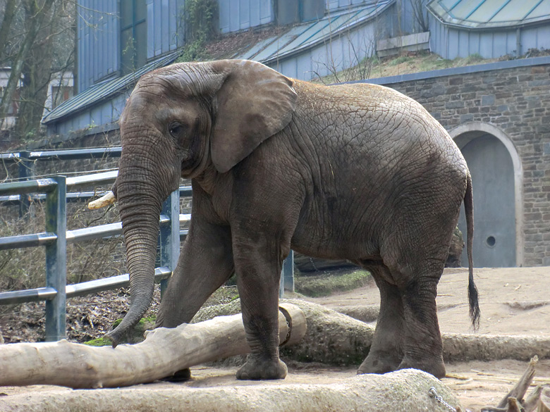 Elefantenbulle TUSKER im Zoo Wuppertal im Februar 2011