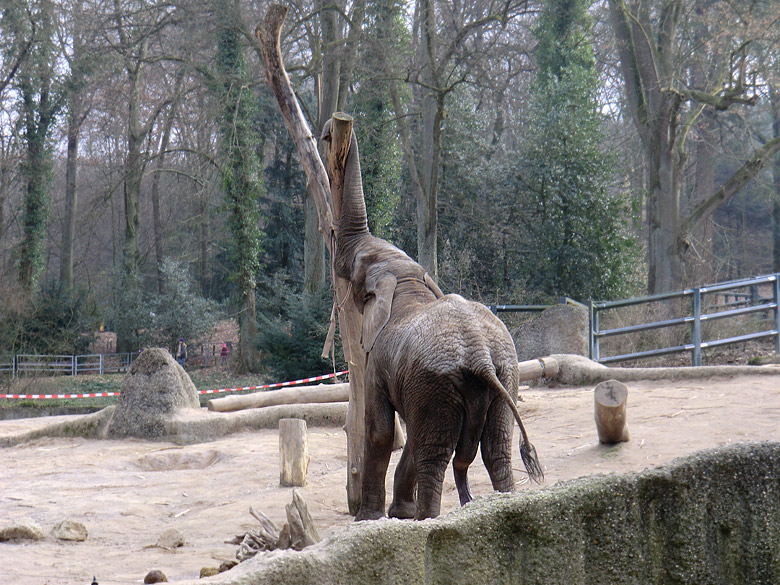 Elefantenbulle TUSKER im Wuppertaler Zoo im Februar 2011