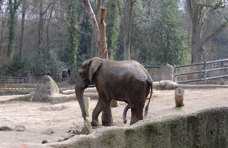 Elefantenbulle TUSKER im Wuppertaler Zoo im Februar 2011