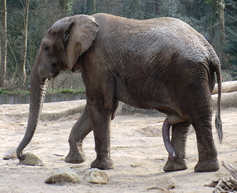 Elefantenbulle TUSKER im Zoo Wuppertal im Februar 2011