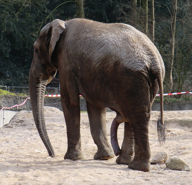 Elefantenbulle TUSKER im Zoologischen Garten Wuppertal im Februar 2011