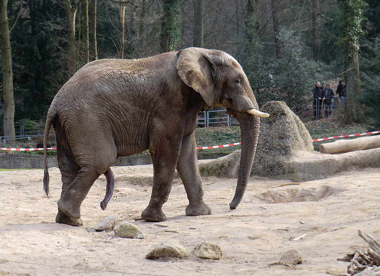 Elefantenbulle TUSKER im Wuppertaler Zoo im Februar 2011