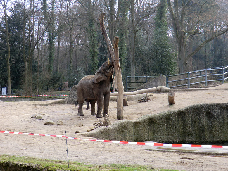 Elefantenbulle TUSKER im Zoologischen Garten Wuppertal im Februar 2011