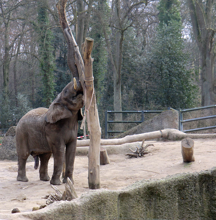 Elefantenbulle TUSKER im Wuppertaler Zoo im Februar 2011