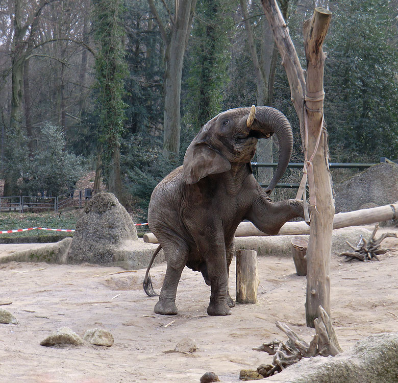 Elefantenbulle TUSKER im Zoo Wuppertal im Februar 2011