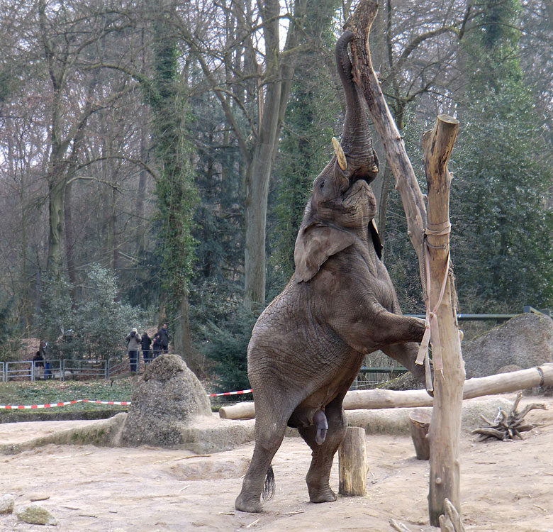 Elefantenbulle TUSKER im Zoologischen Garten Wuppertal im Februar 2011