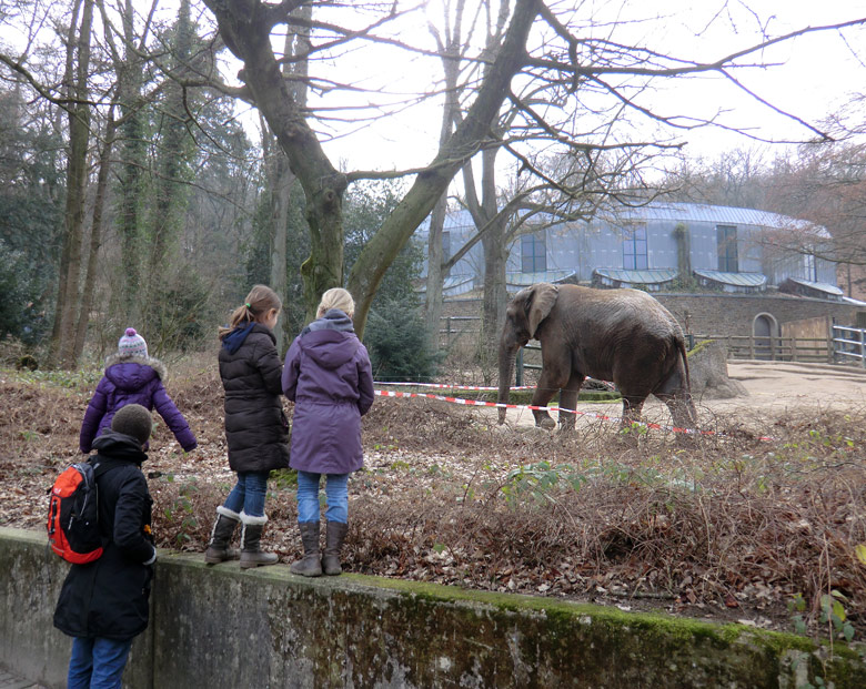 Elefantenbulle TUSKER im Zoo Wuppertal im Februar 2011