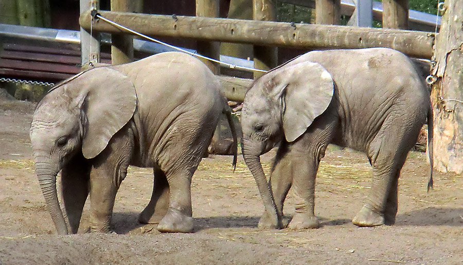 Afrikanische Elefantenfamilie im Zoologischen Garten Wuppertal im April 2011