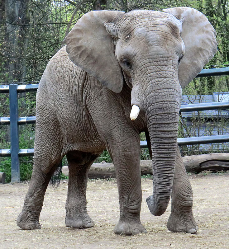 Afrikanische Elefantenfamilie im Zoo Wuppertal im April 2011