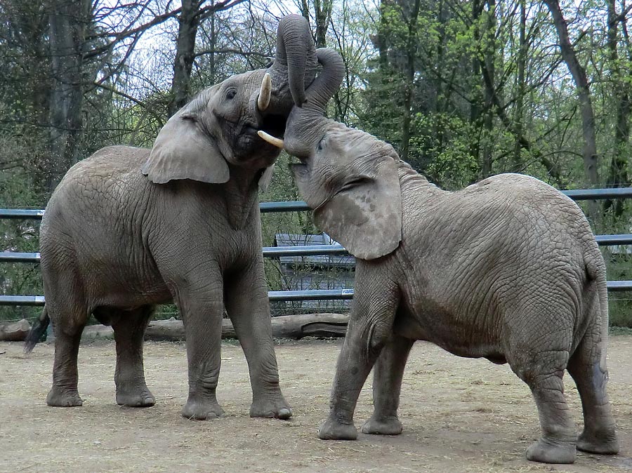 Afrikanische Elefantenfamilie im Zoologischen Garten Wuppertal im April 2011