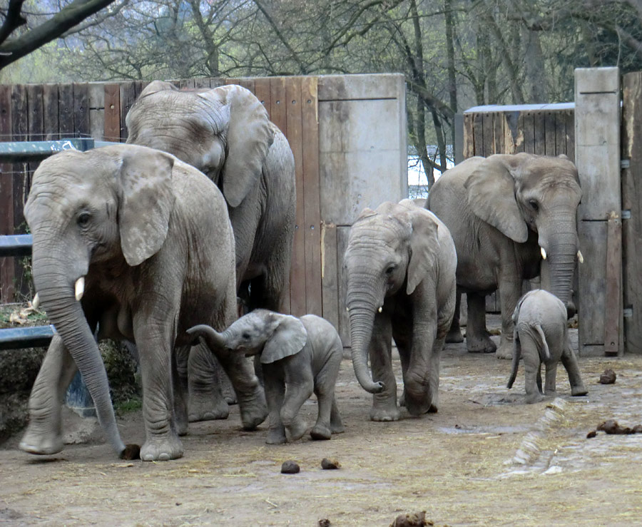 Afrikanische Elefantenfamilie im Zoo Wuppertal im April 2011