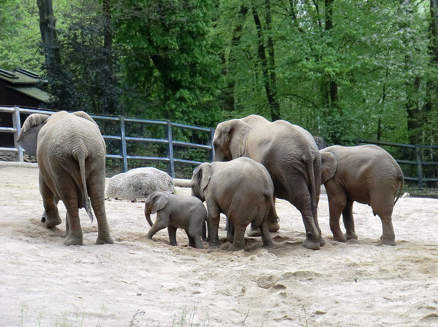 Afrikanische Elefantenfamilie im Zoologischen Garten Wuppertal am 16. April 2011