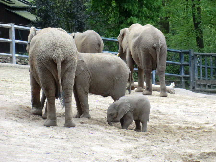 Afrikanische Elefantenfamilie im Wuppertaler Zoo am 16. April 2011