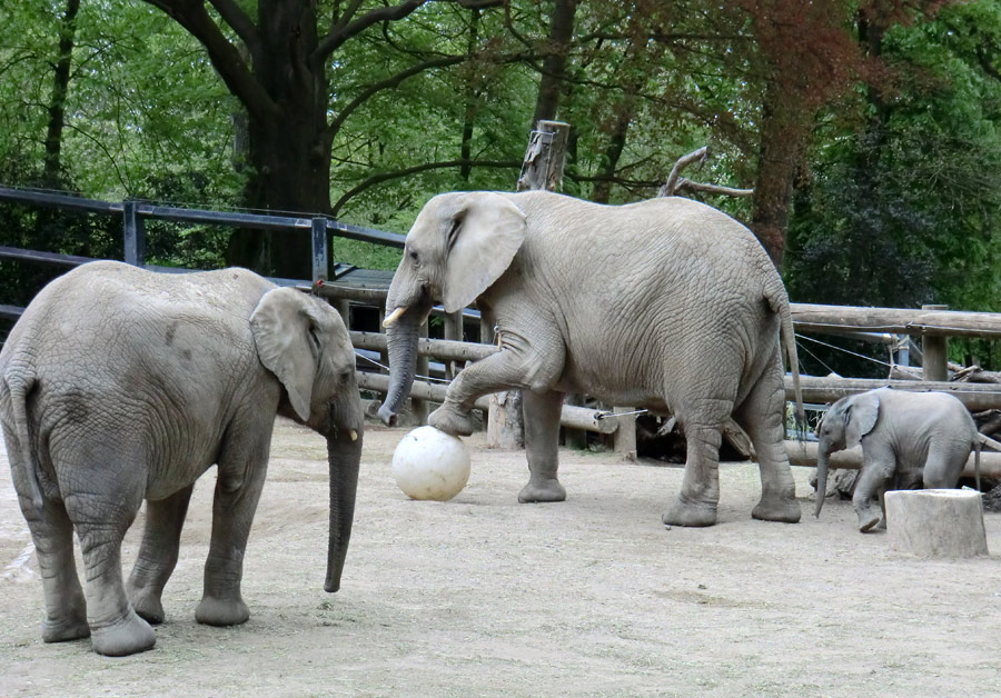 Afrikanische Elefantenfamilie im Zoologischen Garten Wuppertal am 16. April 2011