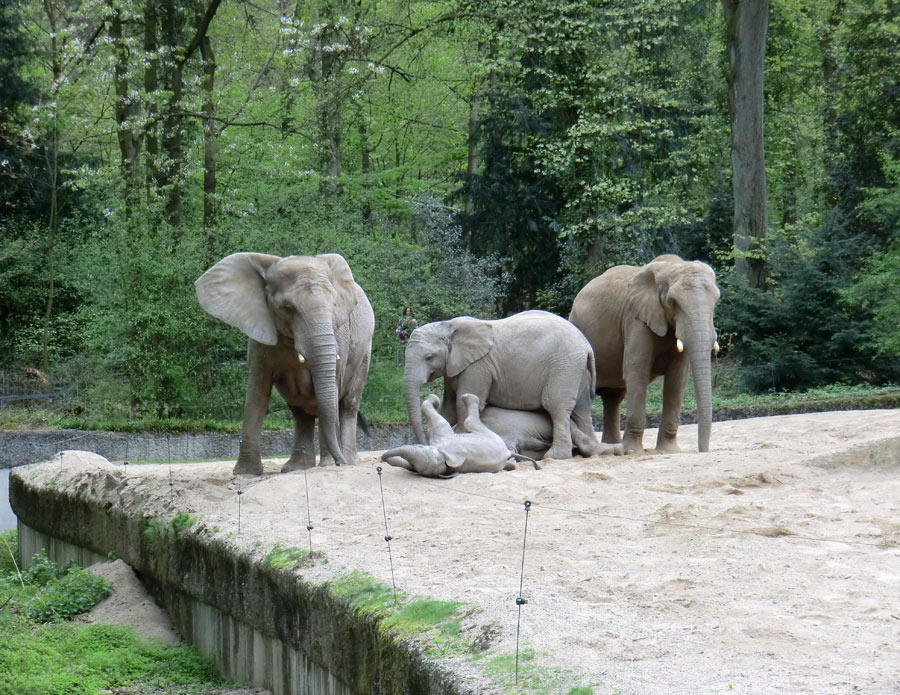 Afrikanische Elefantenfamilie im Zoologischen Garten Wuppertal am 16. April 2011