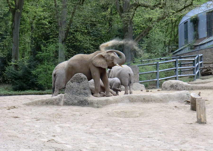 Afrikanische Elefantenfamilie im Wuppertaler Zoo am 16. April 2011