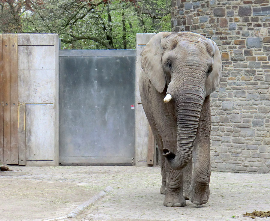 Afrikanische Elefantenfamilie im Zoologischen Garten Wuppertal am 16. April 2011