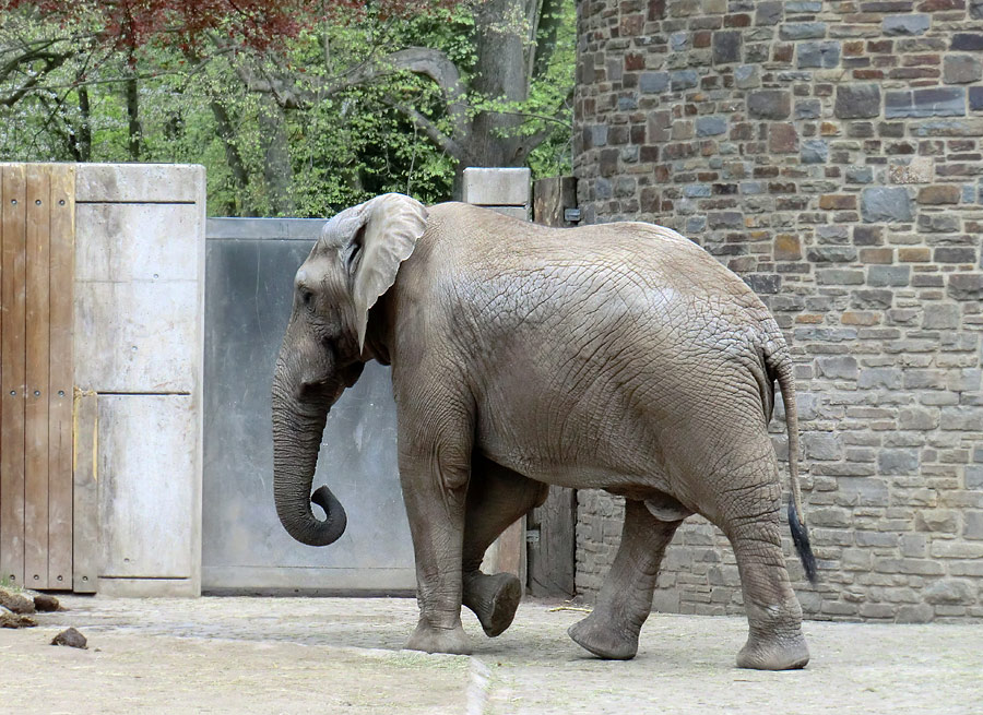 Afrikanische Elefantenfamilie im Wuppertaler Zoo am 16. April 2011