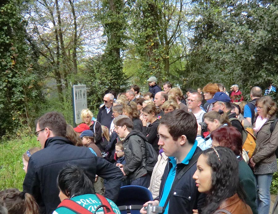 Zuschauer/innen bei den Afrikanische Elefantenfamilie im Wuppertaler Zoo am 16. April 2011