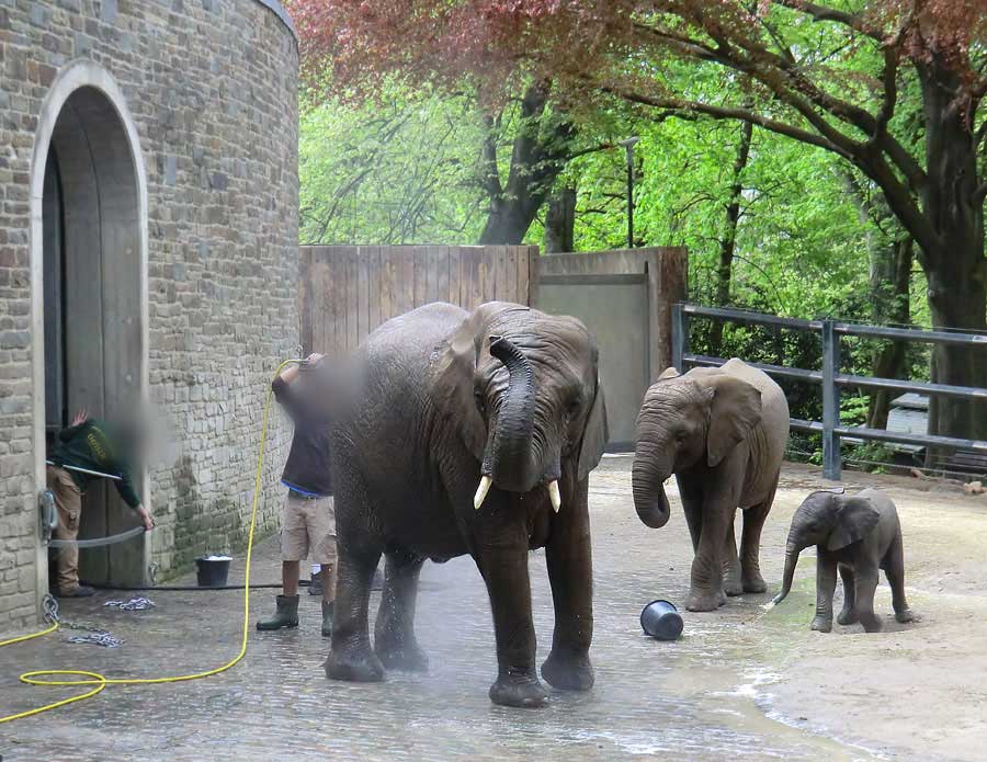 Afrikanische Elefantenfamilie im Zoologischen Garten Wuppertal am 16. April 2011