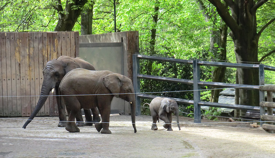 Afrikanische Elefantenfamilie im Wuppertaler Zoo am 16. April 2011