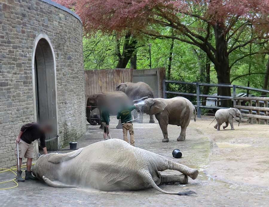 Afrikanische Elefantenfamilie im Wuppertaler Zoo am 16. April 2011