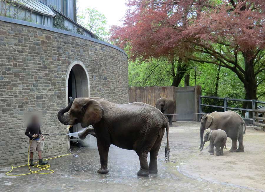 Afrikanische Elefantenfamilie im Wuppertaler Zoo am 16. April 2011