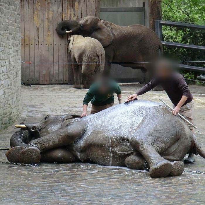 Afrikanische Elefanten im Wuppertale Zoo am 16. April 2011