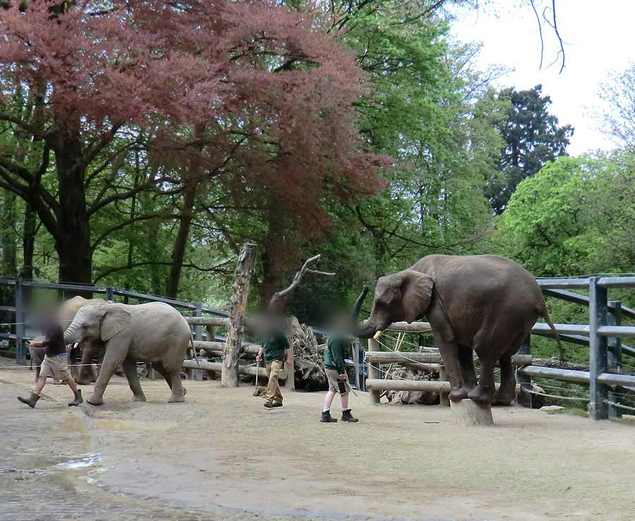 Afrikanische Elefantenfamilie im Zoologischen Garten Wuppertal am 16. April 2011