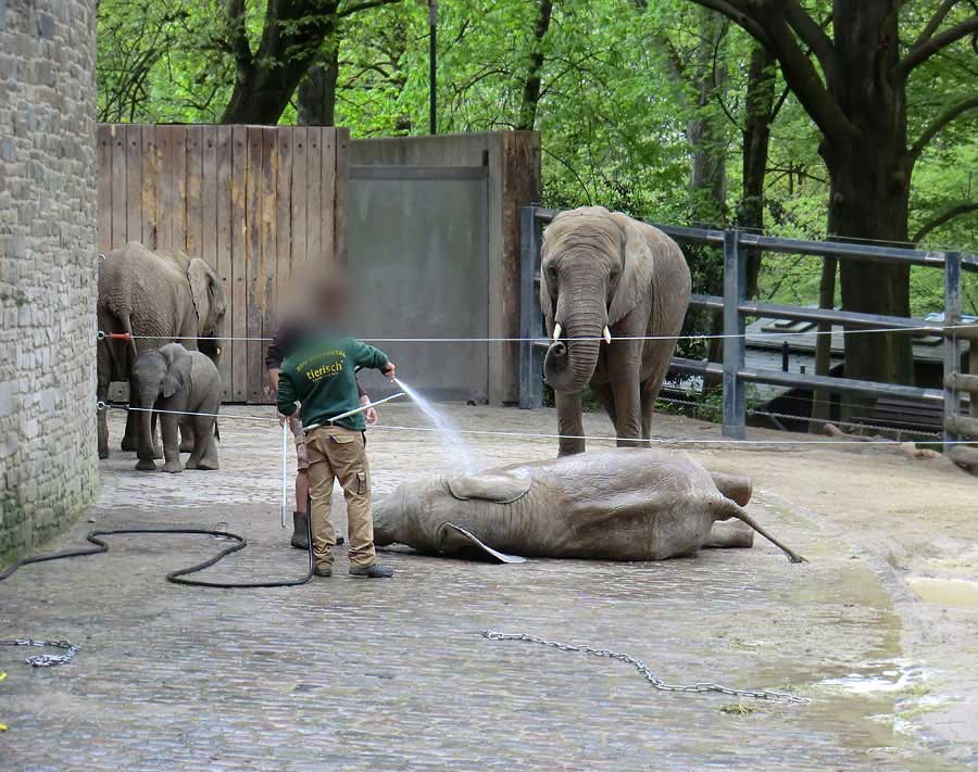 Afrikanische Elefantenfamilie im Zoologischen Garten Wuppertal am 16. April 2011