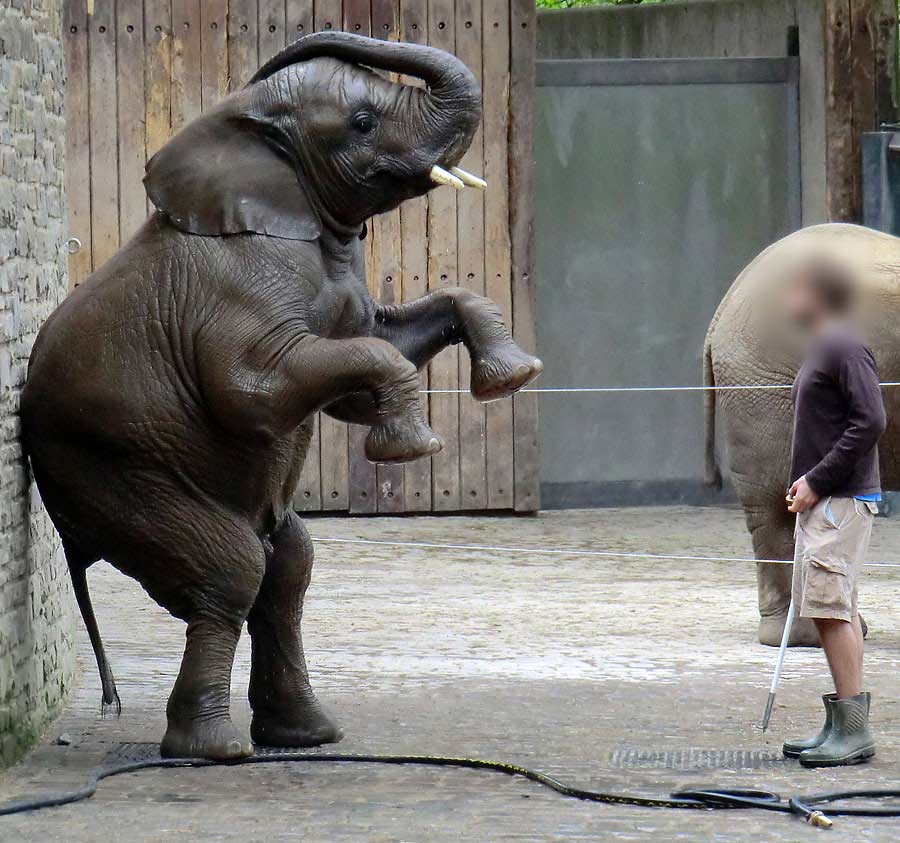 Afrikanische Elefantenfamilie im Wuppertaler Zoo am 16. April 2011