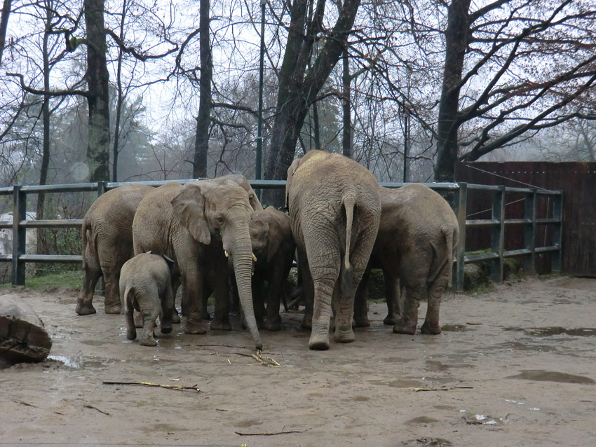 Afrikanische Elefanten im Zoologischen Garten Wuppertal am 26. Dezember 2011