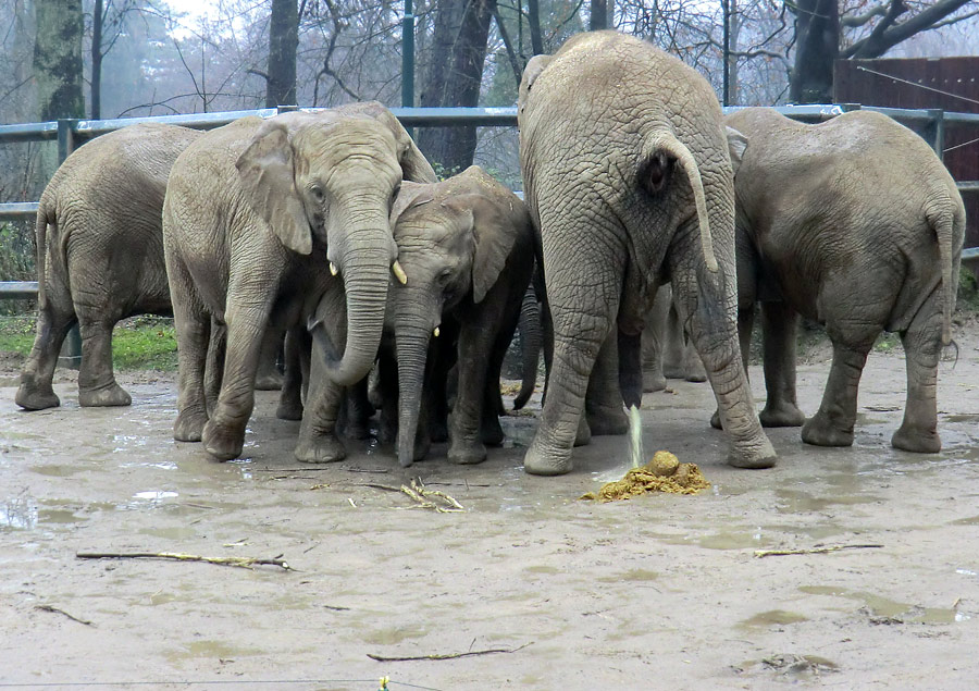 Afrikanische Elefanten im Wuppertaler Zoo am 26. Dezember 2011