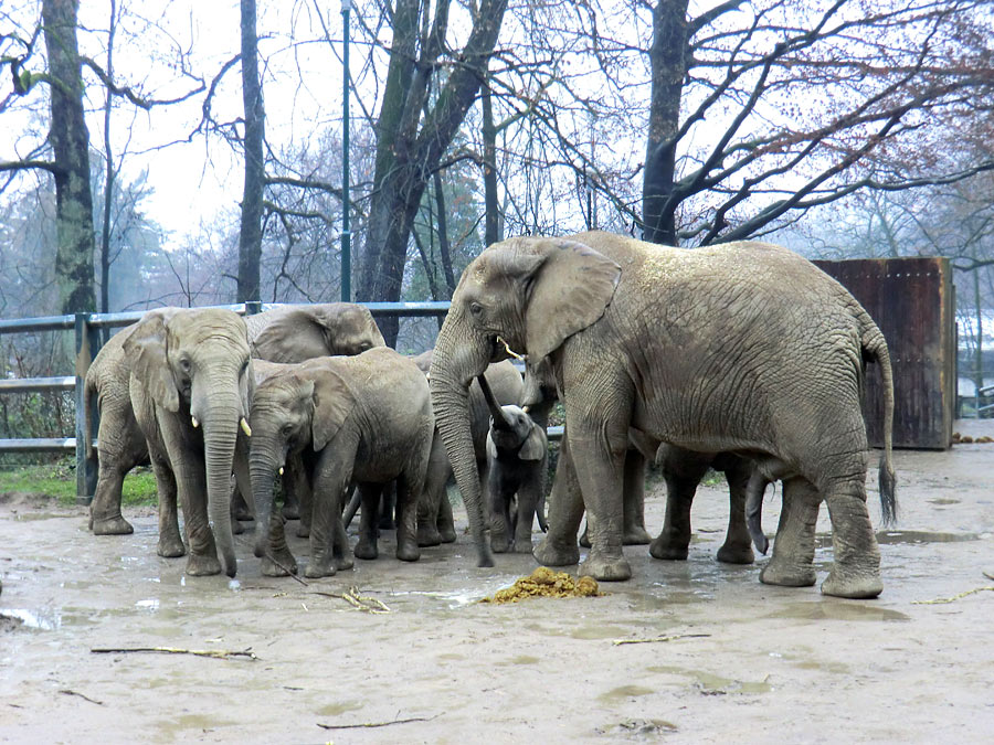 Afrikanische Elefanten im Zoologischen Garten Wuppertal am 26. Dezember 2011
