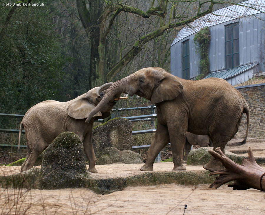 Afrikanische Elefanten im Zoo Wuppertal im März 2012 (Foto Ambika-Fanclub)