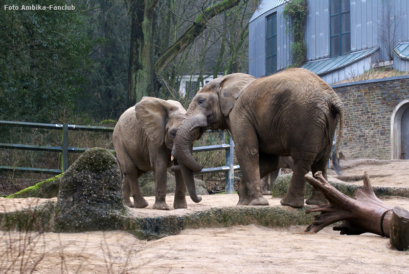 Afrikanische Elefanten im Zoologischen Garten Wuppertal im März 2012 (Foto Ambika-Fanclub)