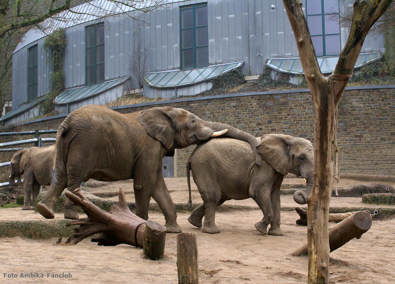 Afrikanische Elefanten im Wuppertaler Zoo im März 2012 (Foto Ambika-Fanclub)