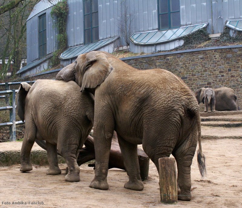 Afrikanische Elefanten im Wuppertaler Zoo im März 2012 (Foto Ambika-Fanclub)