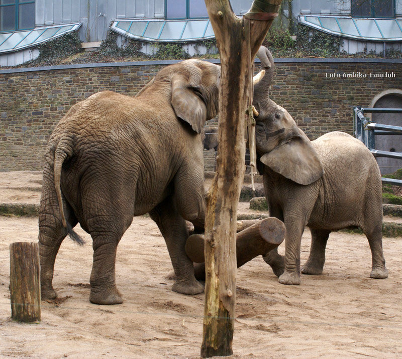 Afrikanische Elefanten im Wuppertaler Zoo im März 2012 (Foto Ambika-Fanclub)