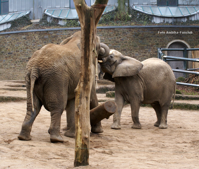 Afrikanische Elefanten im Zoo Wuppertal im März 2012 (Foto Ambika-Fanclub)