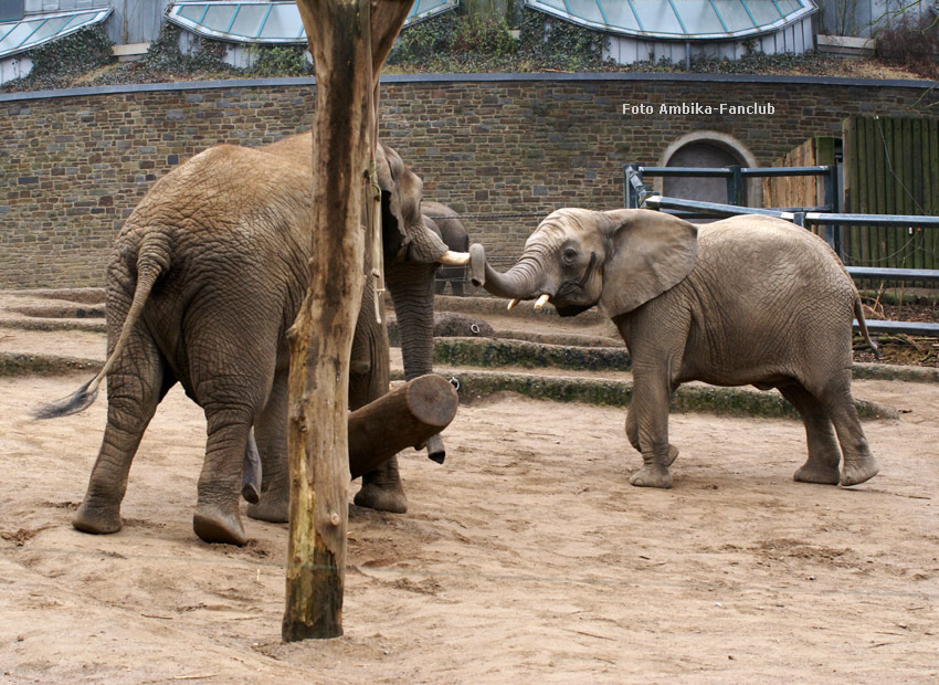 Afrikanische Elefanten im Wuppertaler Zoo im März 2012 (Foto Ambika-Fanclub)