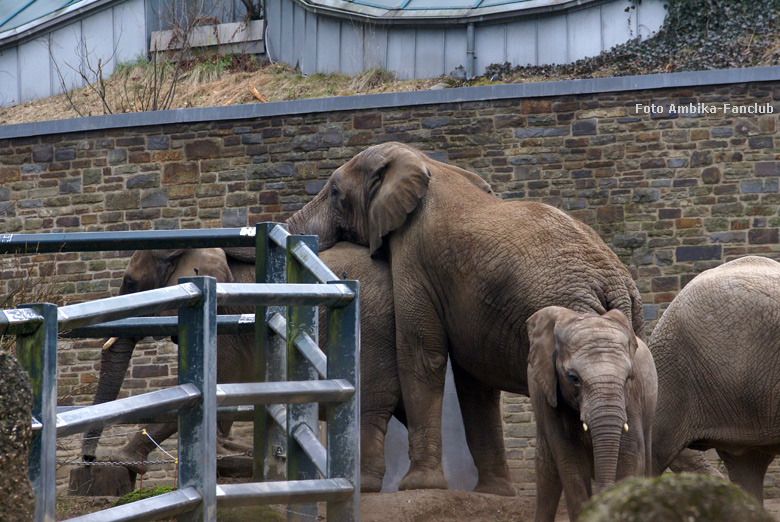 Afrikanische Elefanten im Zoo Wuppertal im März 2012 (Foto Ambika-Fanclub)