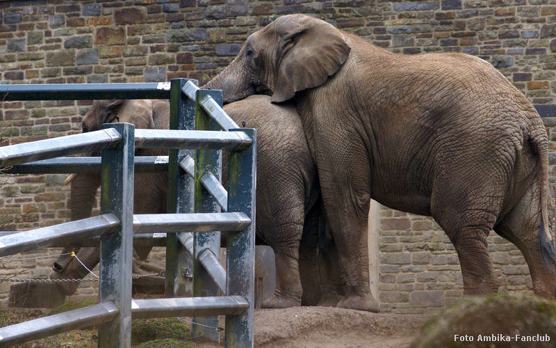 Afrikanische Elefanten im Zoologischen Garten Wuppertal im März 2012 (Foto Ambika-Fanclub)