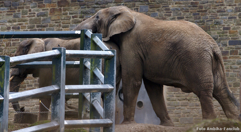 Afrikanische Elefanten im Wuppertaler Zoo im März 2012 (Foto Ambika-Fanclub)