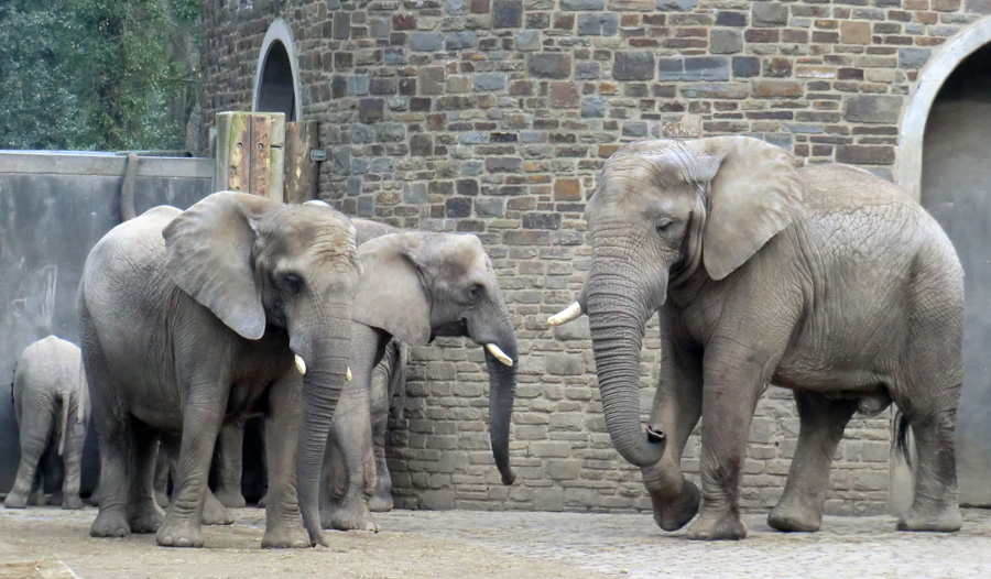 Afrikanische Elefanten im Zoo Wuppertal im März 2012