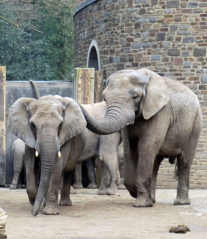 Afrikanische Elefanten im Zoologischen Garten Wuppertal im März 2012